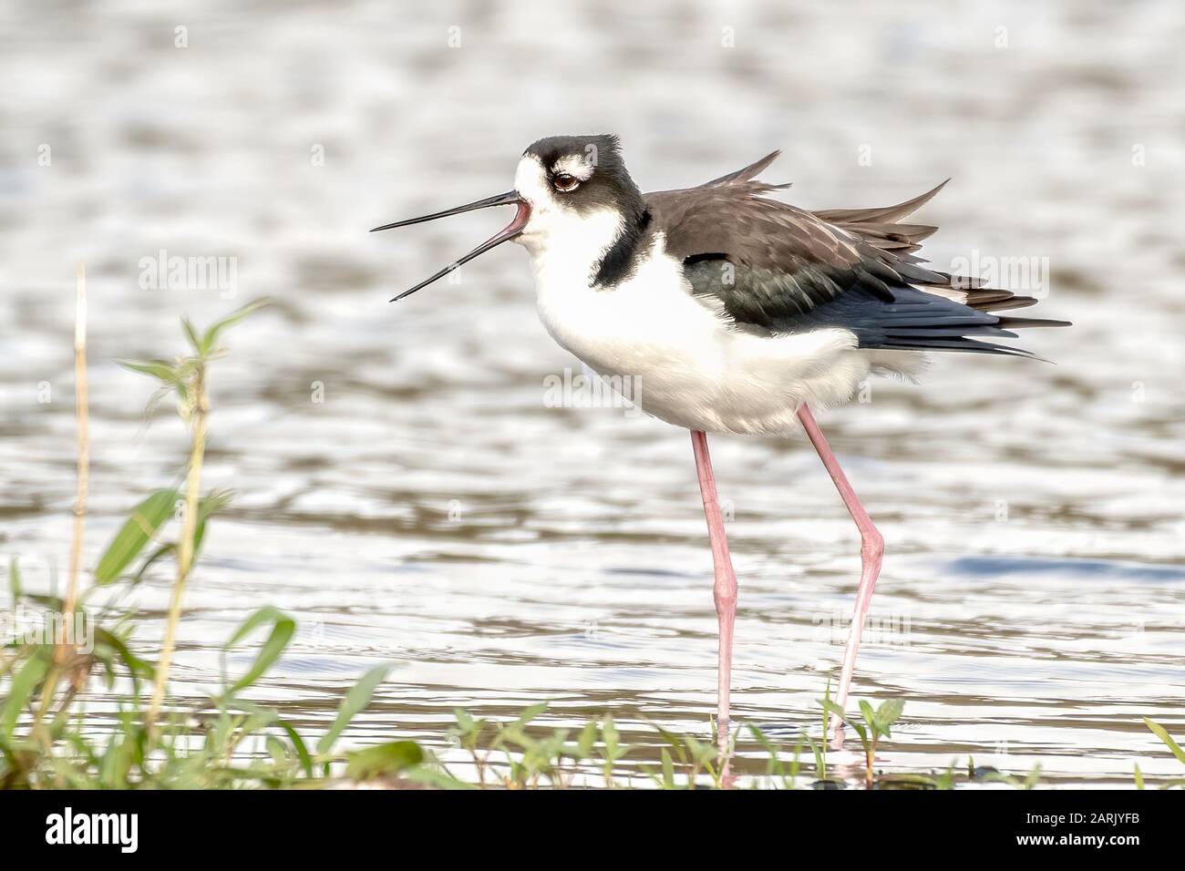 Stlt con collo nero che richiama un segnale di avvertimento Foto Stock
