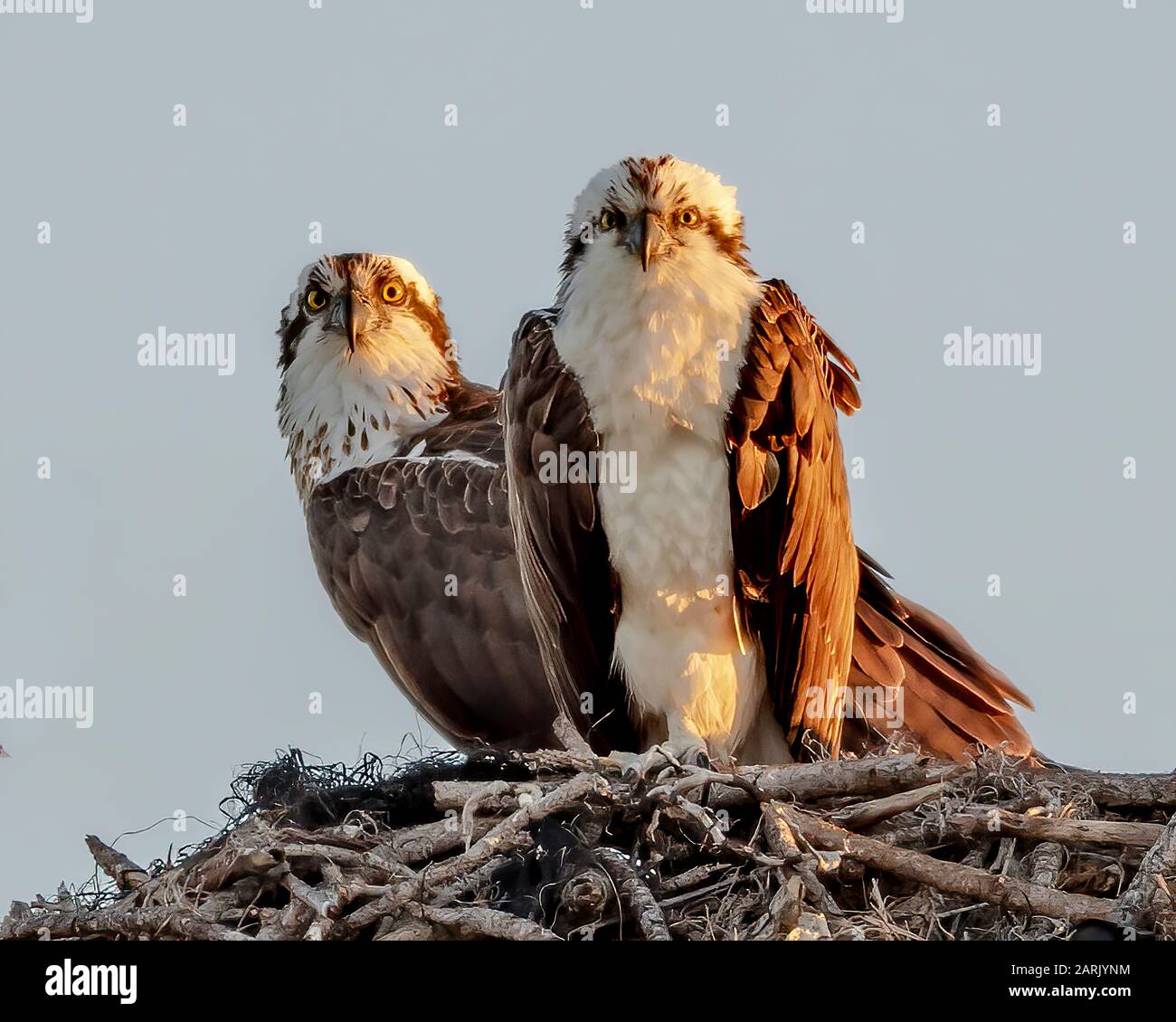 Coppia di osprey al bordo del loro nido Foto Stock