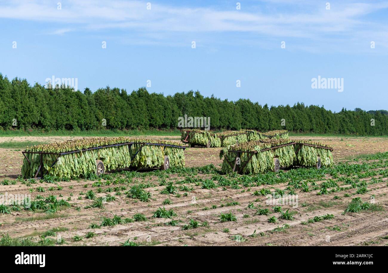 Piante Di Tabacco raccolte In Attesa nel Campo di andare alla casa di asciugatura Foto Stock