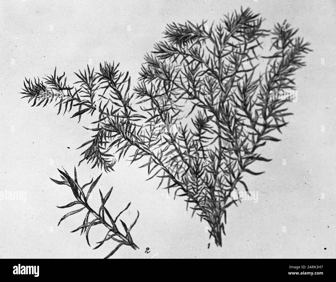 Disegno//Data: Parole Chiave non date: Alberi, foreste, botaniche, viali, legno di conifere Nome personale: Chamaecyparis pisifera squarrosa Foto Stock