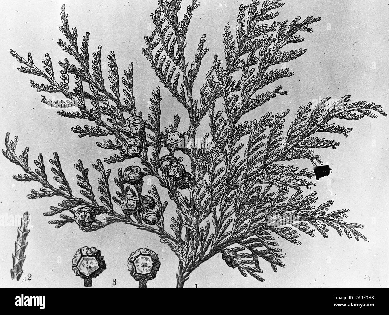 Disegno//Data: Parole Chiave non date: Alberi, foreste, botaniche, viali, conifera Nome personale: Chamaecyparis pisifera Foto Stock