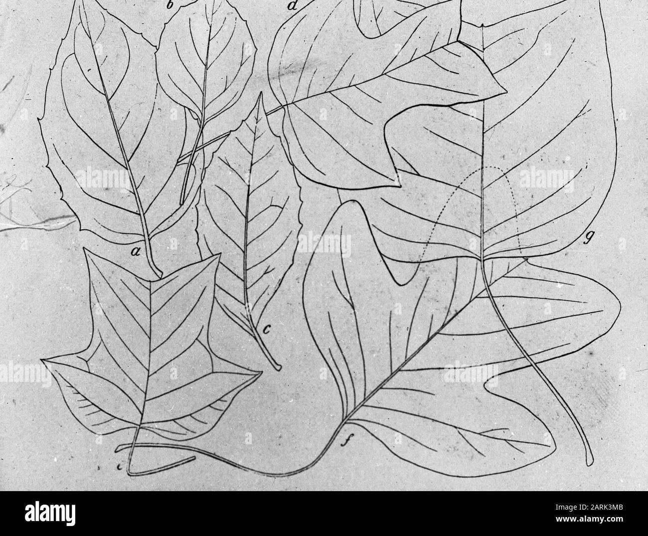 Disegno/Data: Parole Chiave dense: Alberi, foreste, botaniche, viali, legno caducido Nome personale: Liriodendro Foto Stock