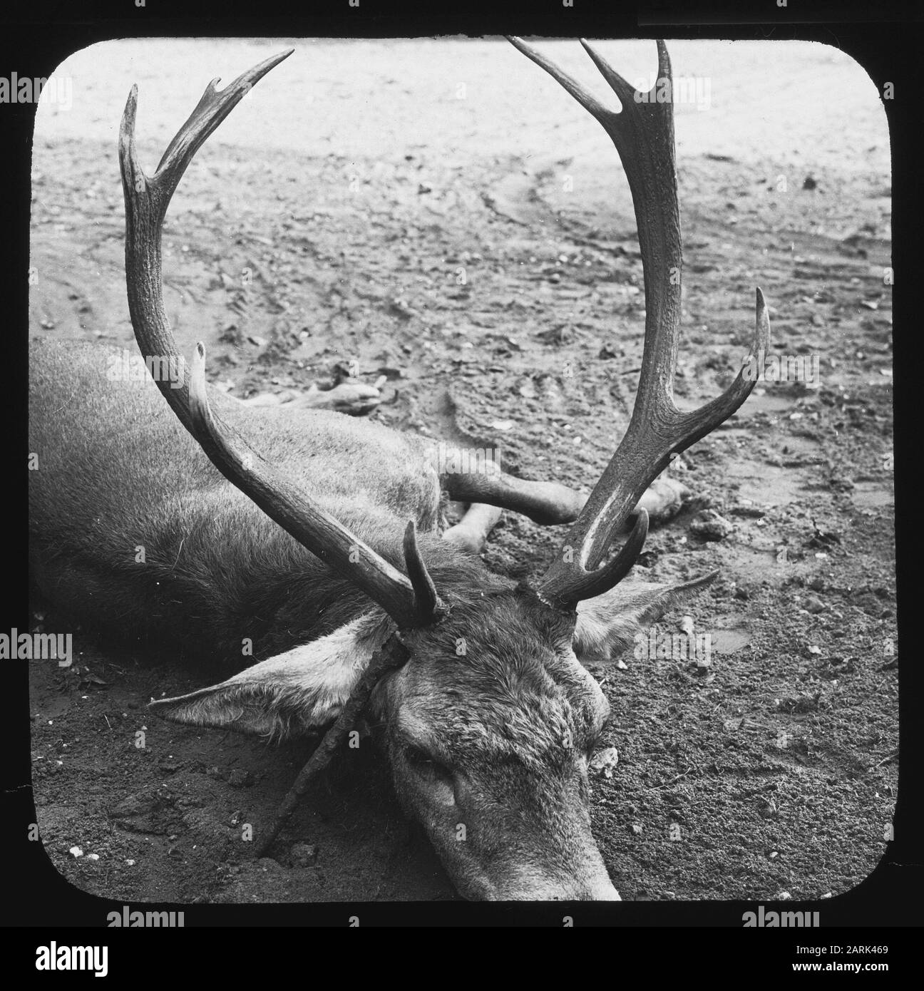 Mammiferi, cervi, corona 10-ender Data: Parole Chiave dense: Mammiferi Nome utente: Cervi, corona 10-ender Foto Stock