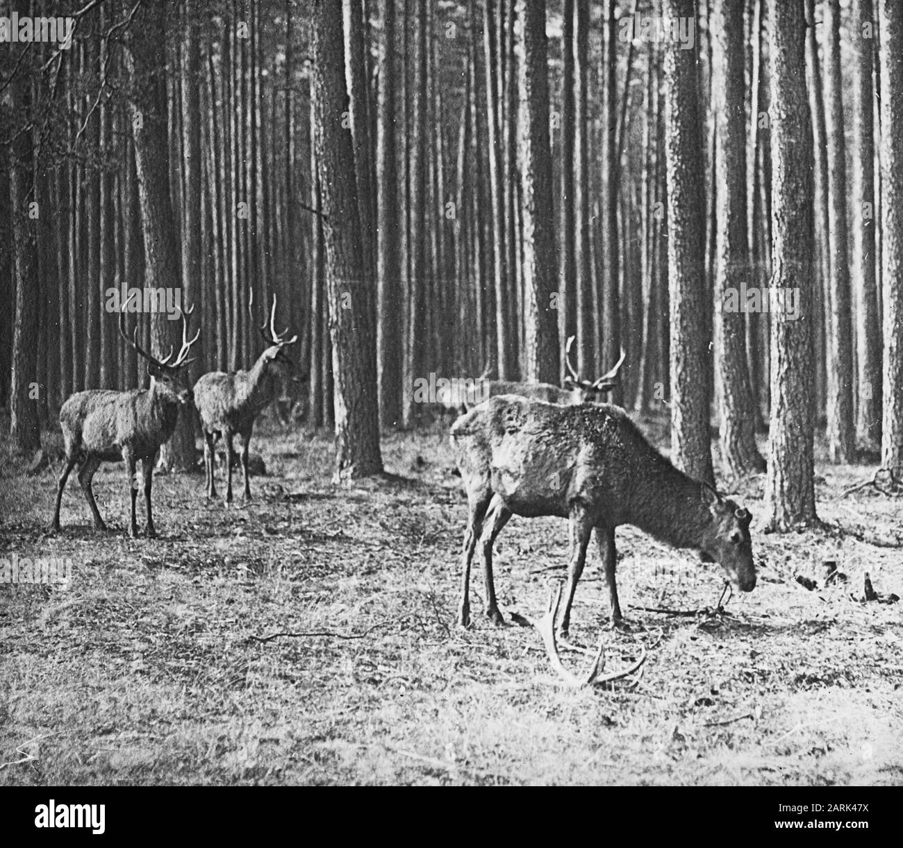 Mammiferi, cervi, età del bronzo, corna Data: Parole Chiave non date: Mammiferi Nome utente: Età del bronzo, corna, cervi Foto Stock