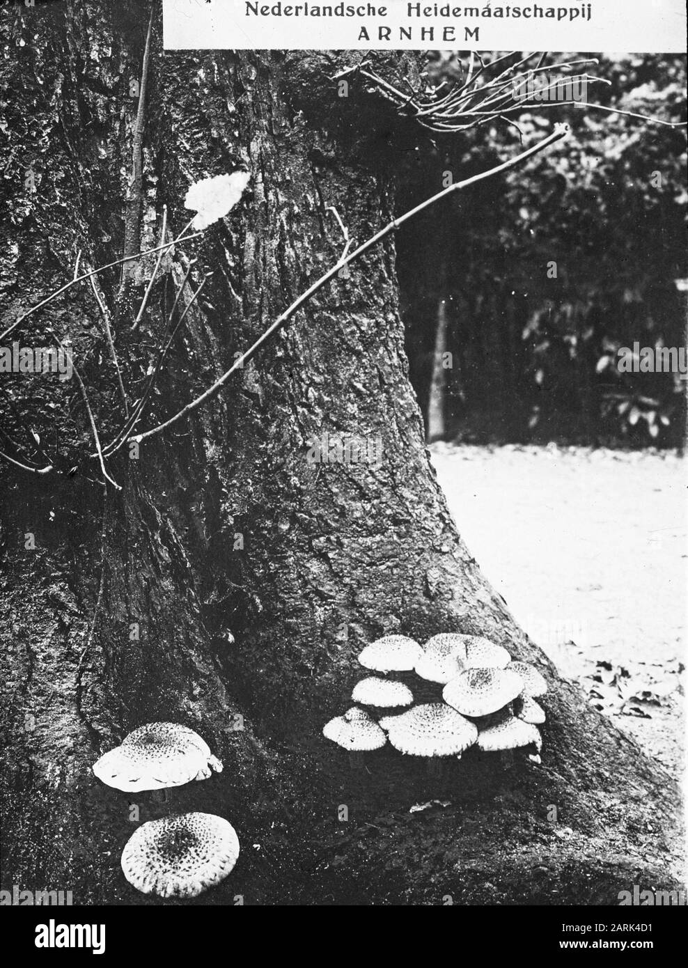 Danni, piante superiori, funghi, miele agarico Data: Parole Chiave non date: Piante superiori, danni, funghi Nome personale: Miele agarico Foto Stock