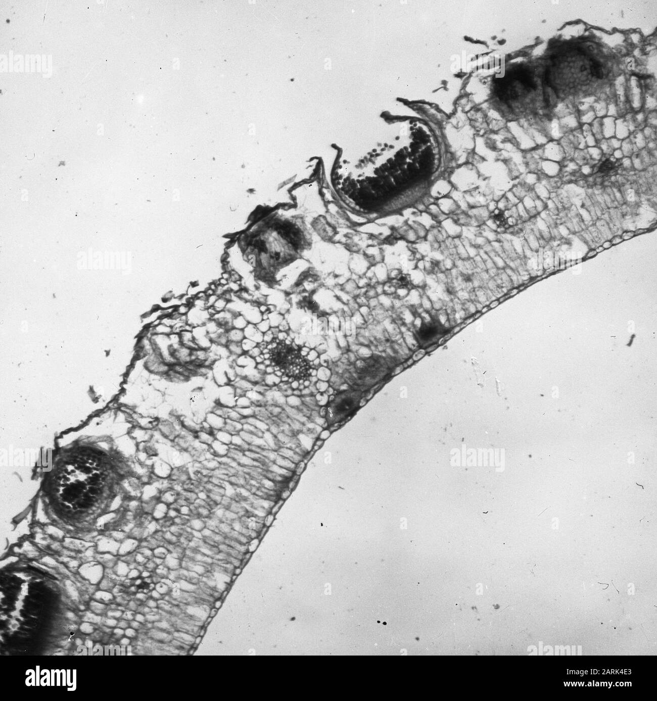 Grana ruggine Data: Parole Chiave non date: Piante superiori, danni, funghi Nome personale: Aecidien, berberis Foto Stock