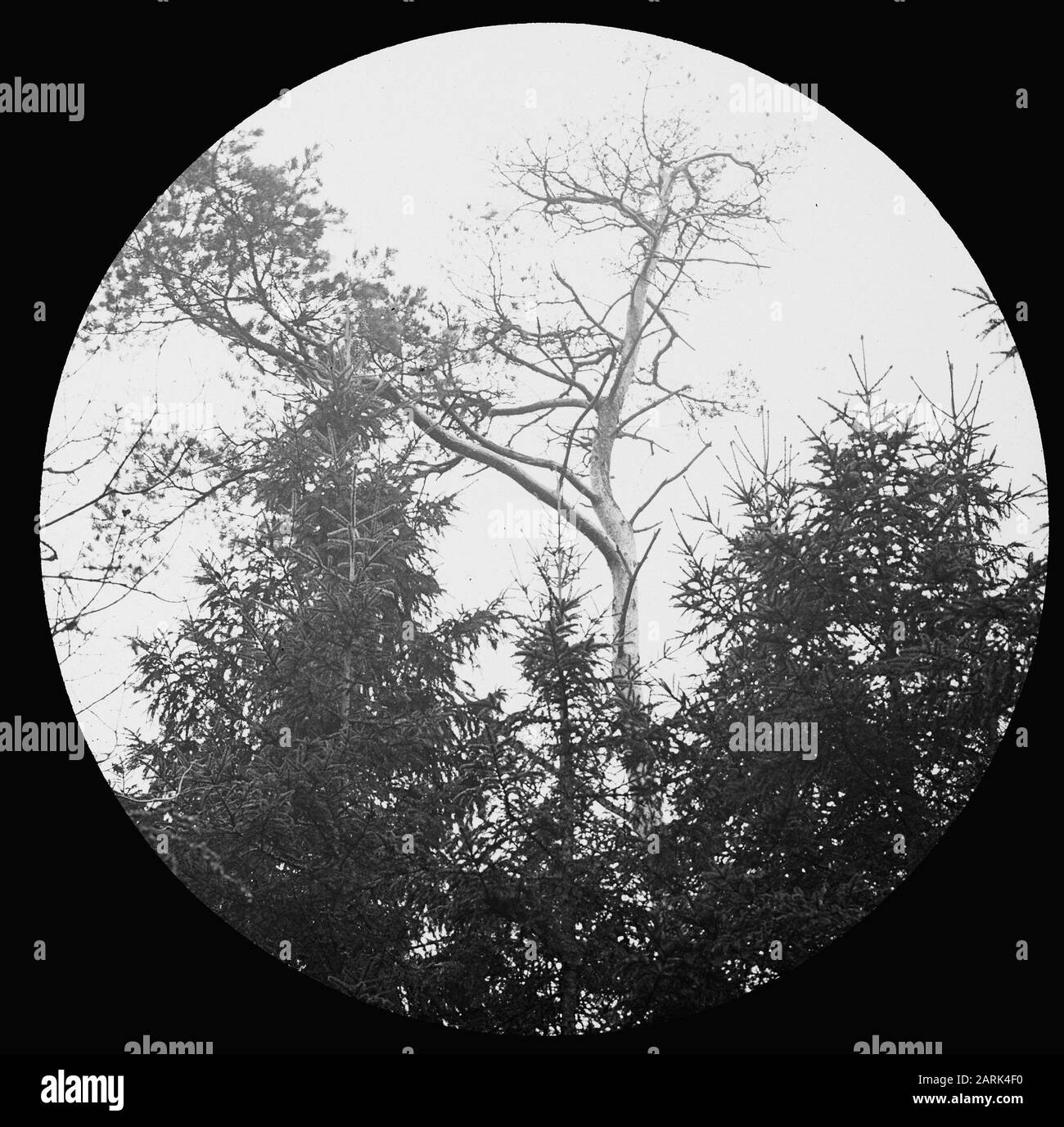 Danni, piante superiori, funghi, ruggine di pino Data: Parole Chiave non date: Piante superiori, danni, funghi Nome personale: Ruggine di pino Foto Stock