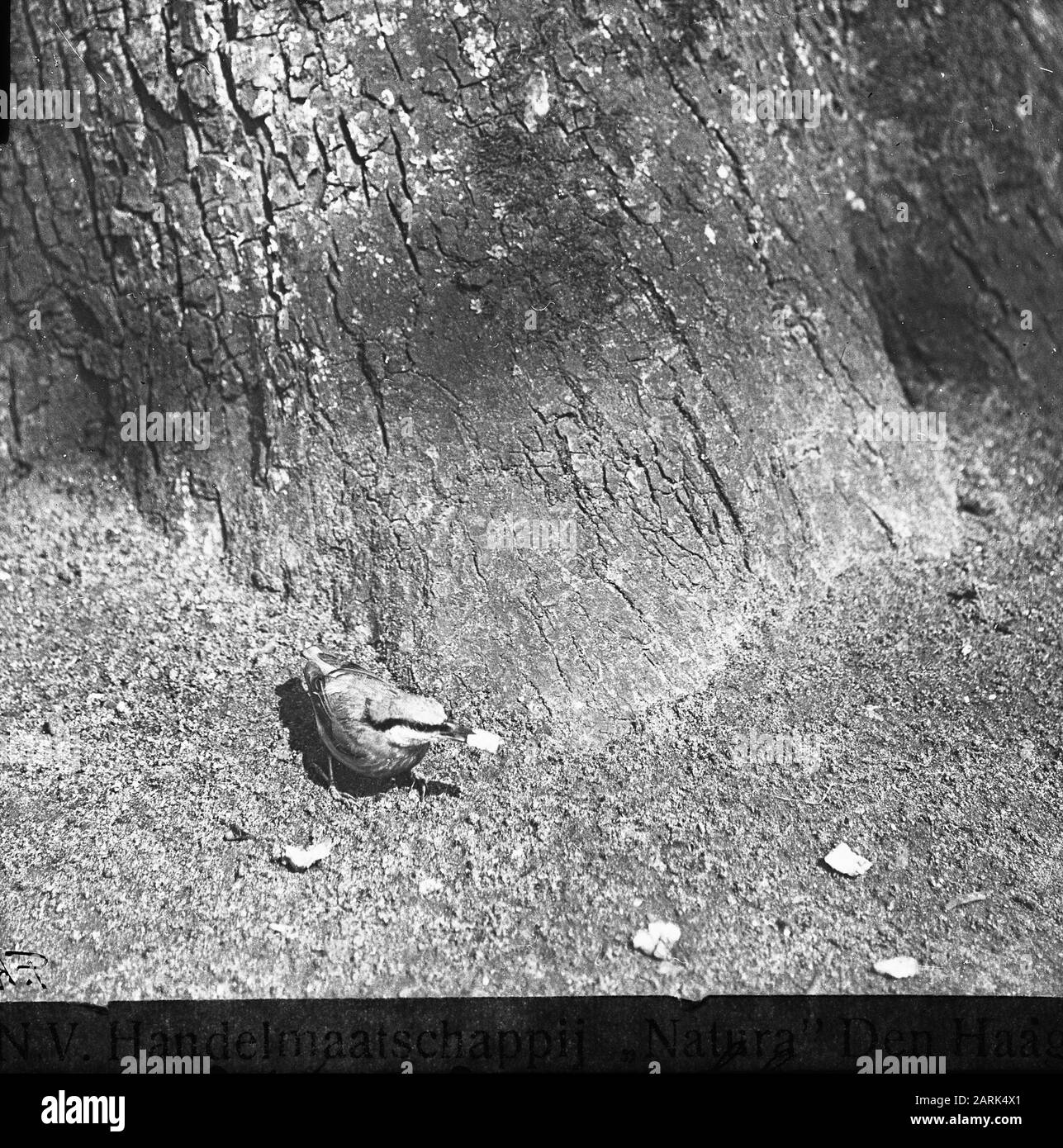 Uccelli, nuthatch Data: Parole Chiave non date: Uccelli Nome Persona: Nuthatch Foto Stock