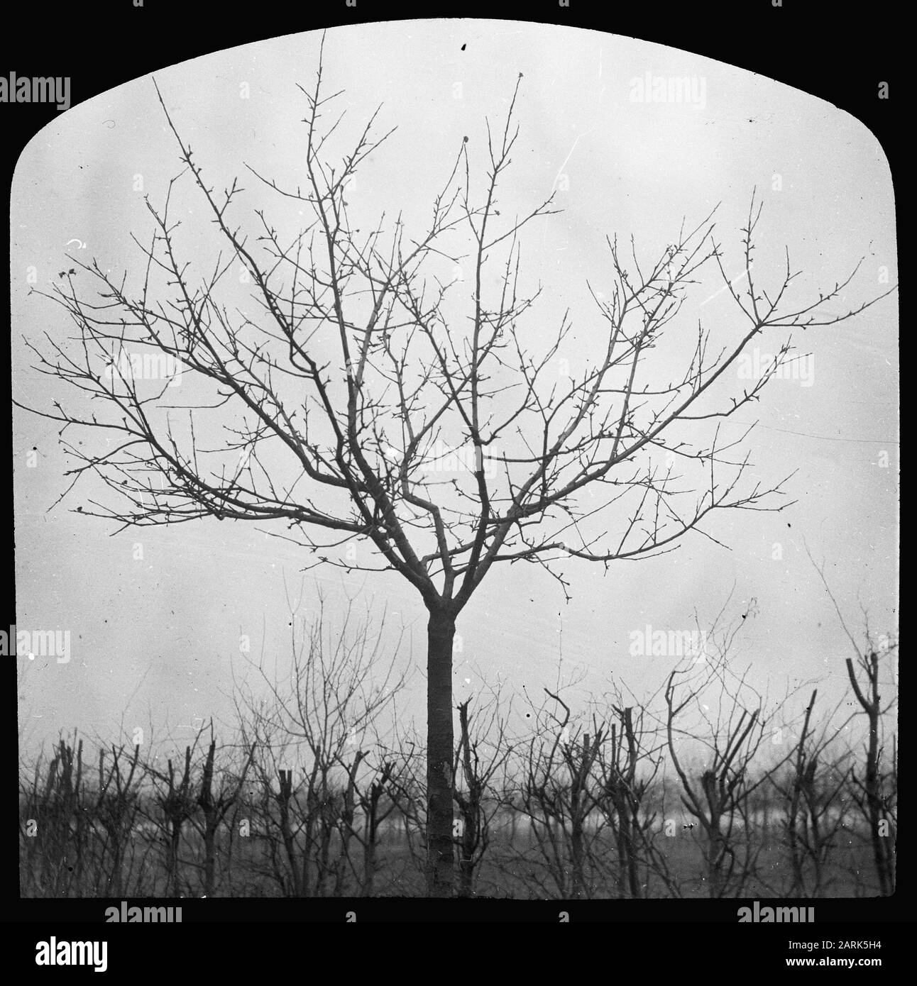Giovane highstem Data: Parole Chiave non date: Coltivazione della frutta Foto Stock