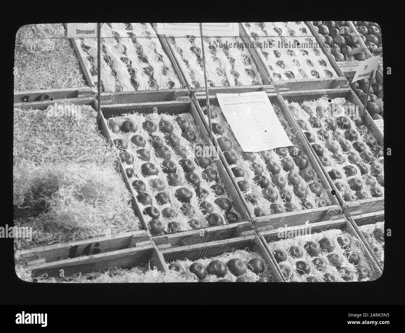 Frutta confezionata Data: Parole Chiave dense: Coltivazione della frutta Foto Stock