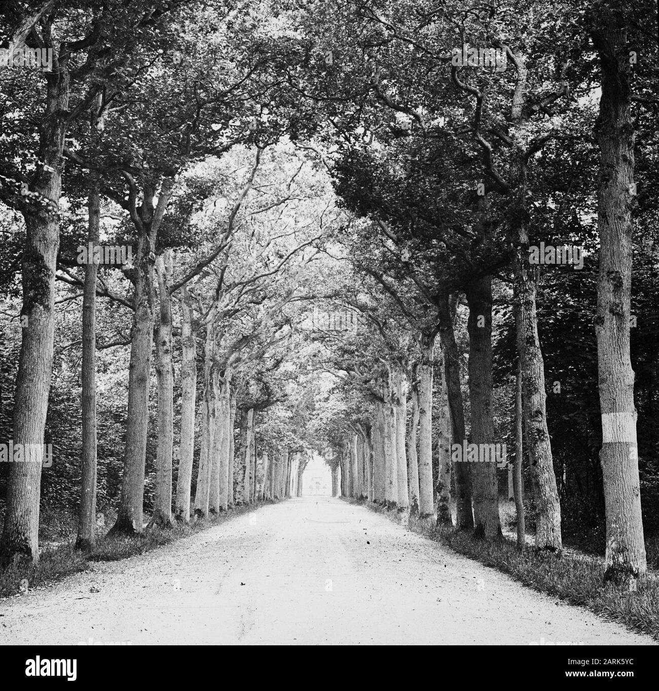 Road planting, poting, viali, Oak Avenue Data: Parole Chiave non date: Viali, potatura, Road planting Nome personale: Oak Avenue Foto Stock