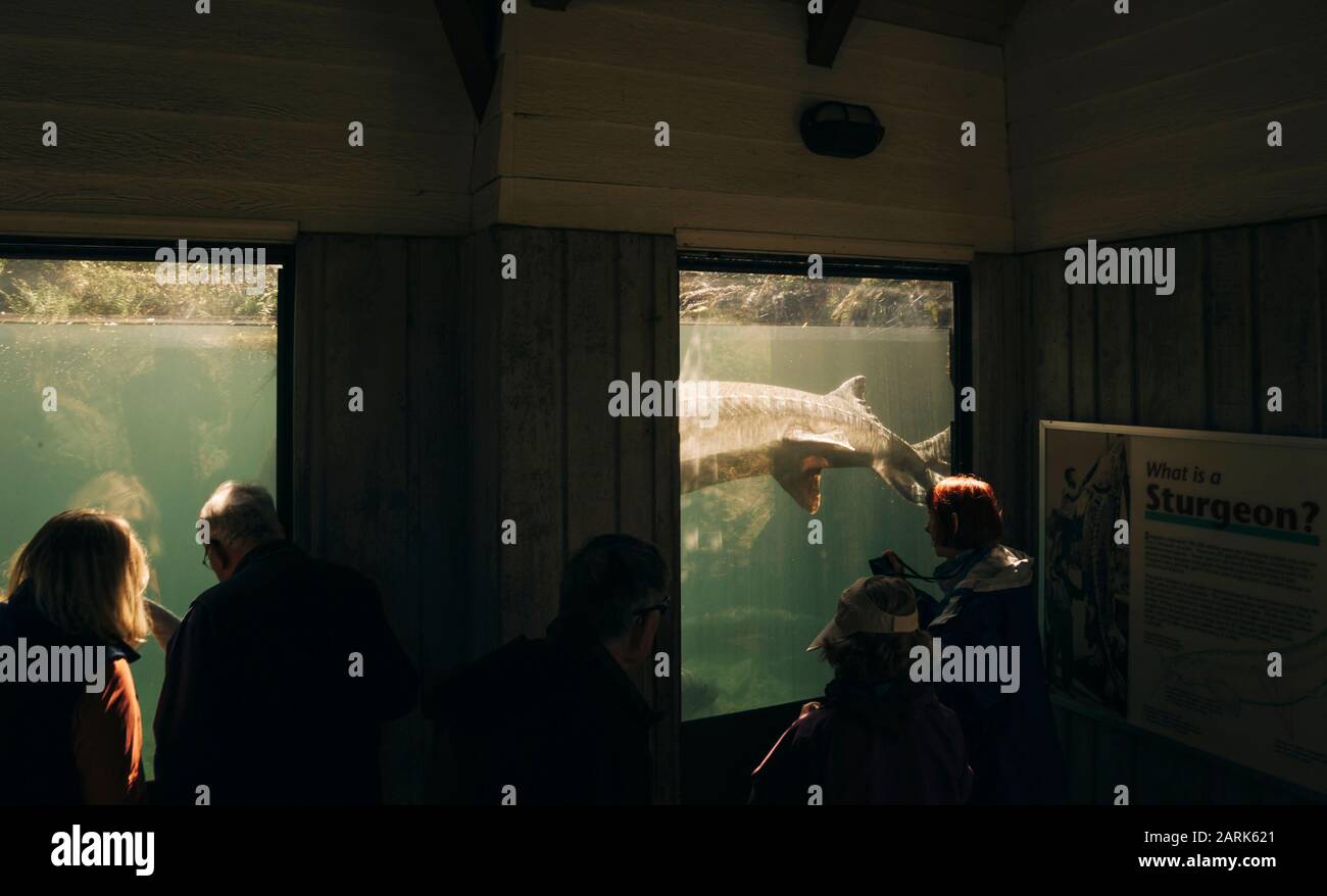 Un gigantesco storione nuota in uno stagno al Bonneville Fish Hatchery. Foto Stock