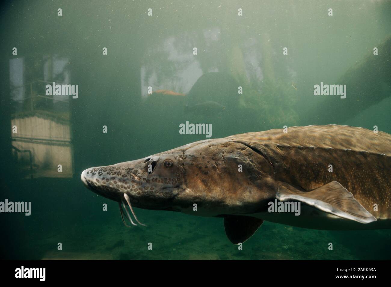 Un gigantesco storione nuota in uno stagno al Bonneville Fish Hatchery. Foto Stock