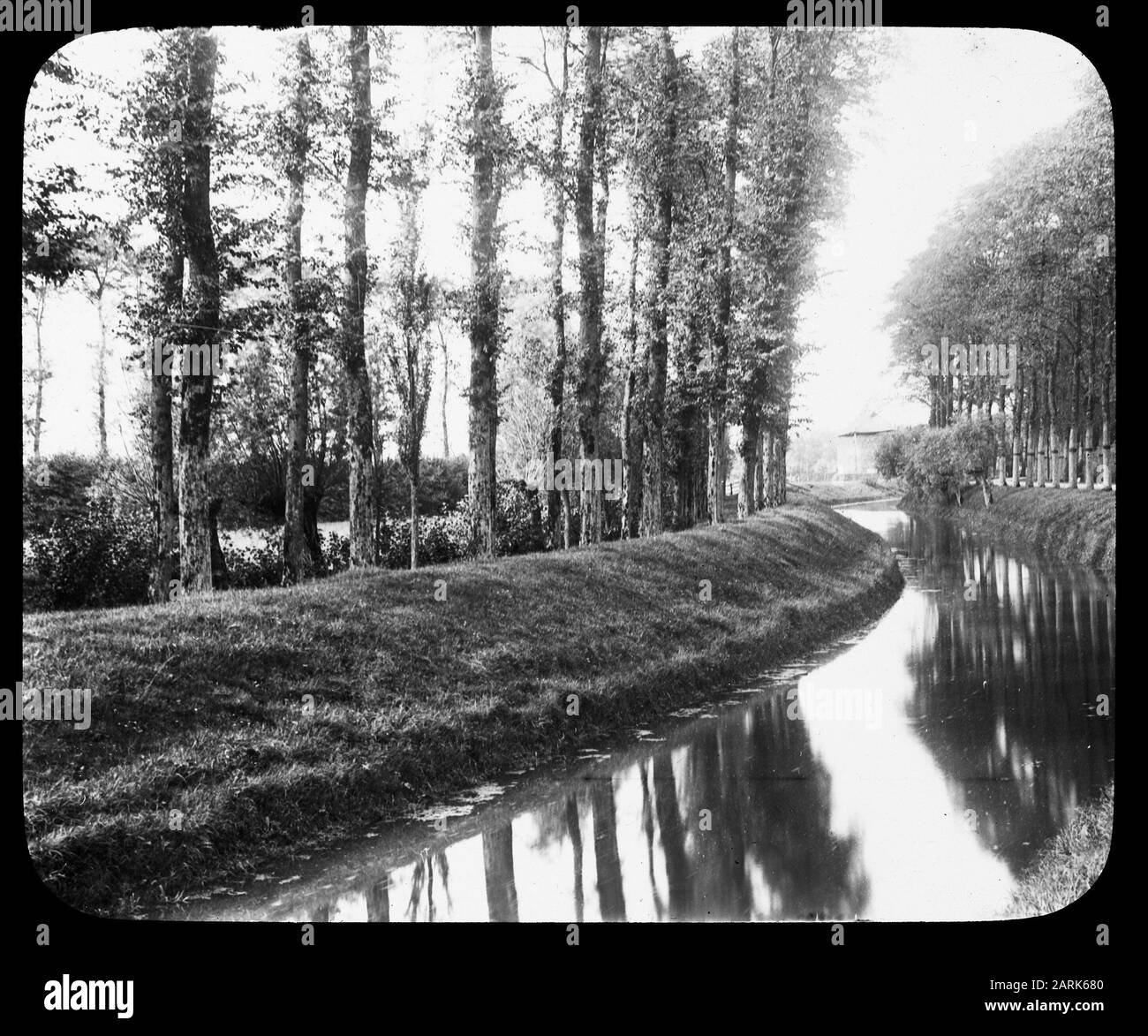 Troppo vicino impianto//Data: Parole Chiave dense: Alberi, foreste, botaniche, viali, legno deciduo Nome personale: Pioppo Foto Stock