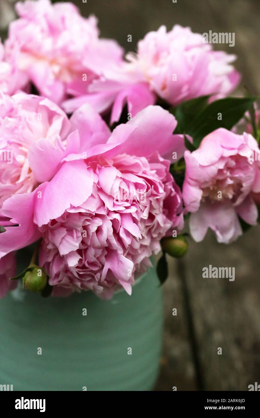 Fiori di Peonia rosa appena selezionati in un vaso Turchese Foto Stock