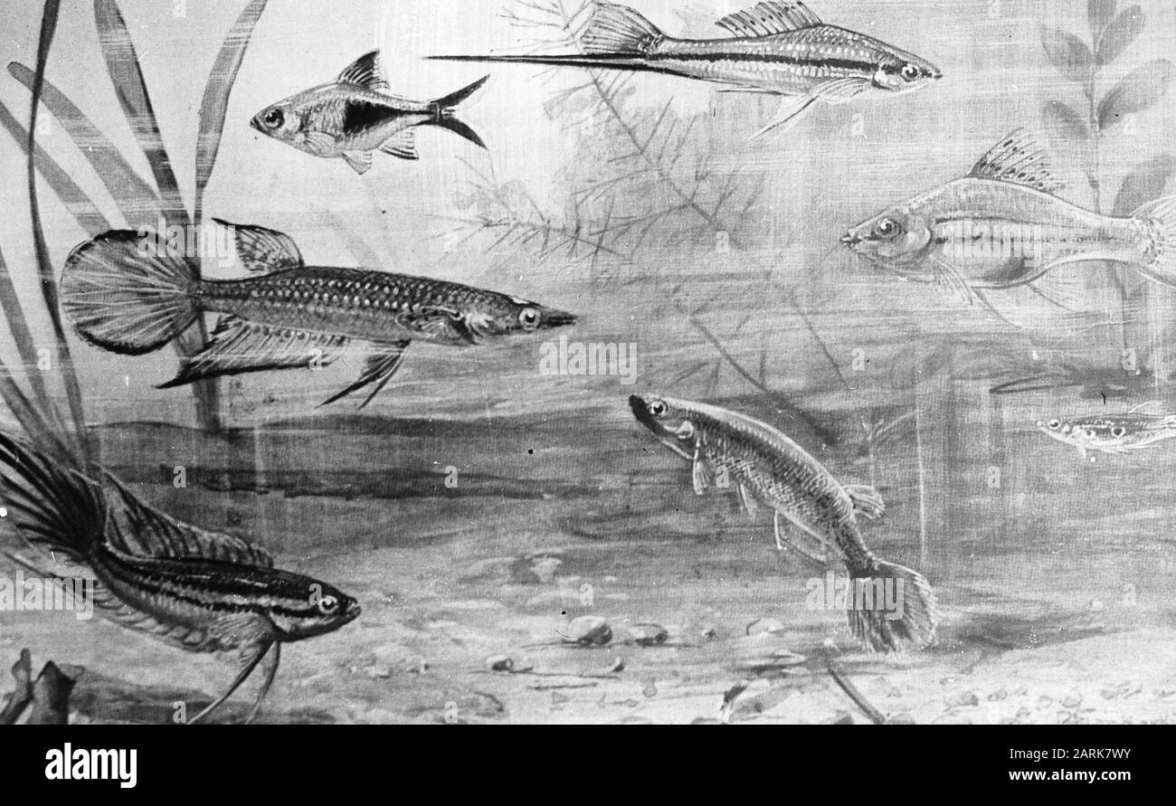 Pesca d'acqua dolce, pesca tropicale Data: Parole Chiave non date: Pesca d'acqua dolce Nome personale: Pesce tropicale Foto Stock Pesca d'acqua dolce, pesca tropicale Data: Parole Chiave non date: Pesca d'acqua dolce Nome personale: Pesce tropicale Foto Stock
