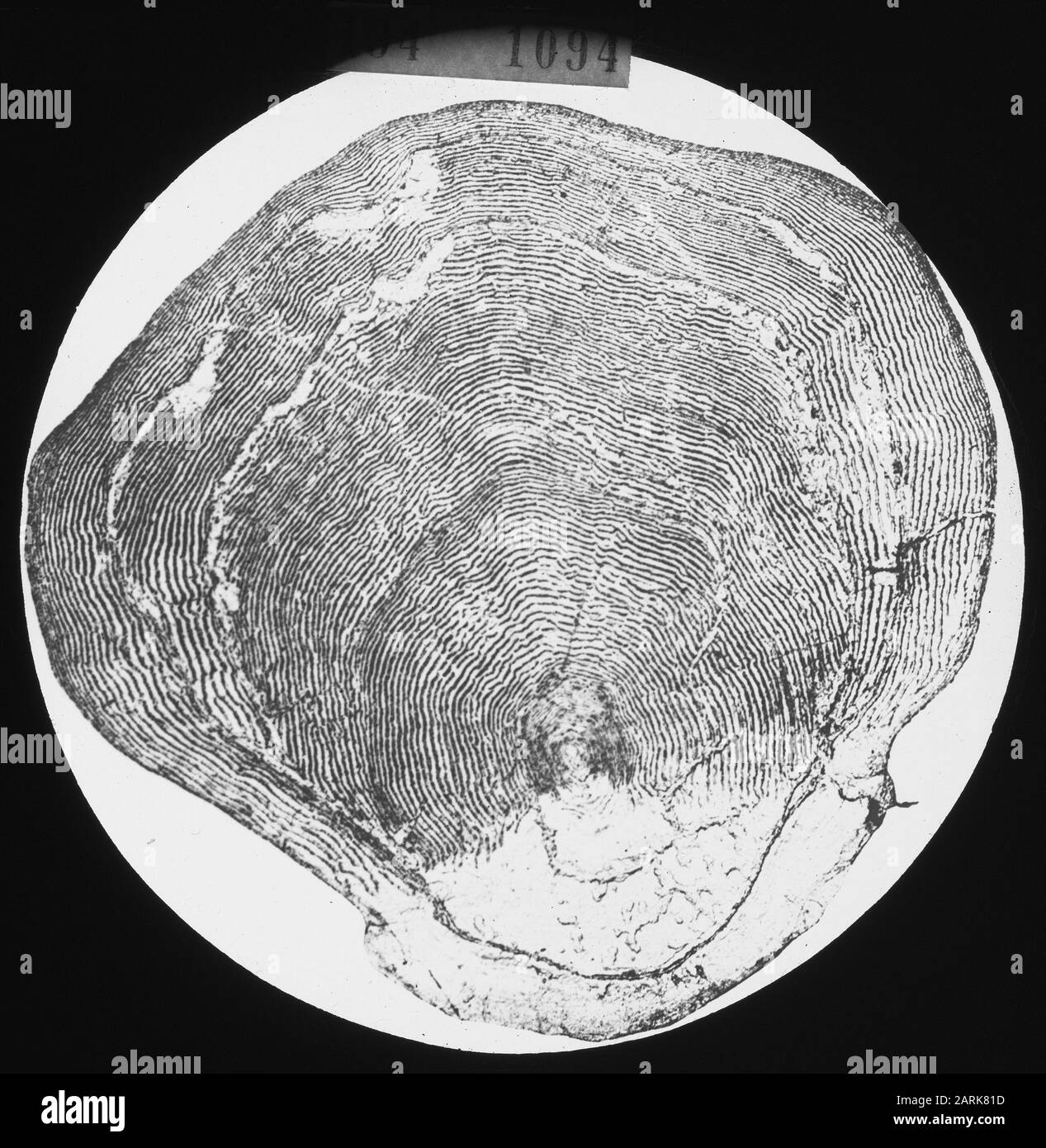 Pesca d'acqua dolce, scala di pesce Data: Parole Chiave non date: Pesca d'acqua dolce Nome personale: Visschub Foto Stock