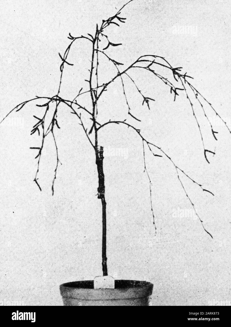 Distribuzione bottiglie Data: Parole Chiave non date: Selvicoltura, estero, suolo, clima Nome personale: Betulla Foto Stock