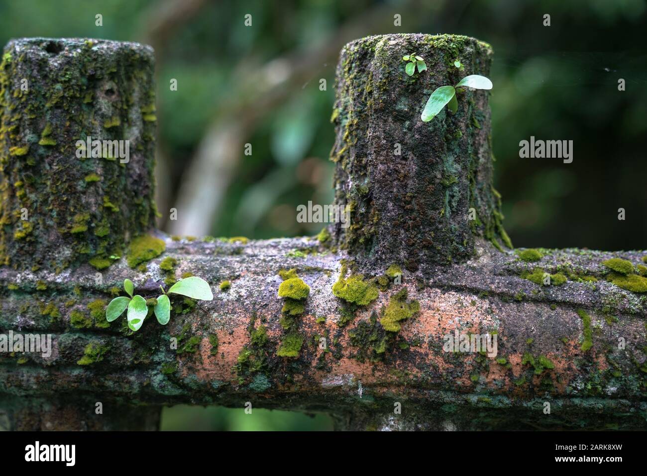 Muschio verde su recinzione in legno. Sfondo natura. Foto Stock