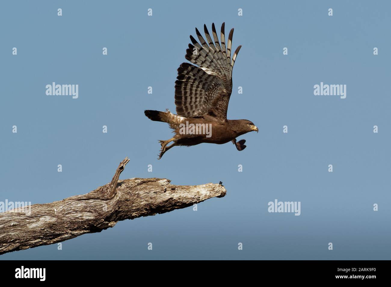 Western Banded Snake-Eagle - Circaetus cinerascens rapace africano grigio-marrone con una coda corta e una testa grande, seduto sul tronco e volare via Foto Stock