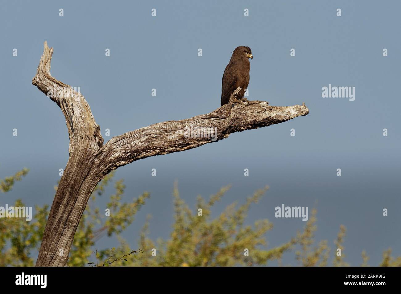 Western Banded Snake-Eagle - Circaetus cinerascens rapace africano grigio-marrone con una coda corta e una testa grande, seduto sul tronco e volare via Foto Stock