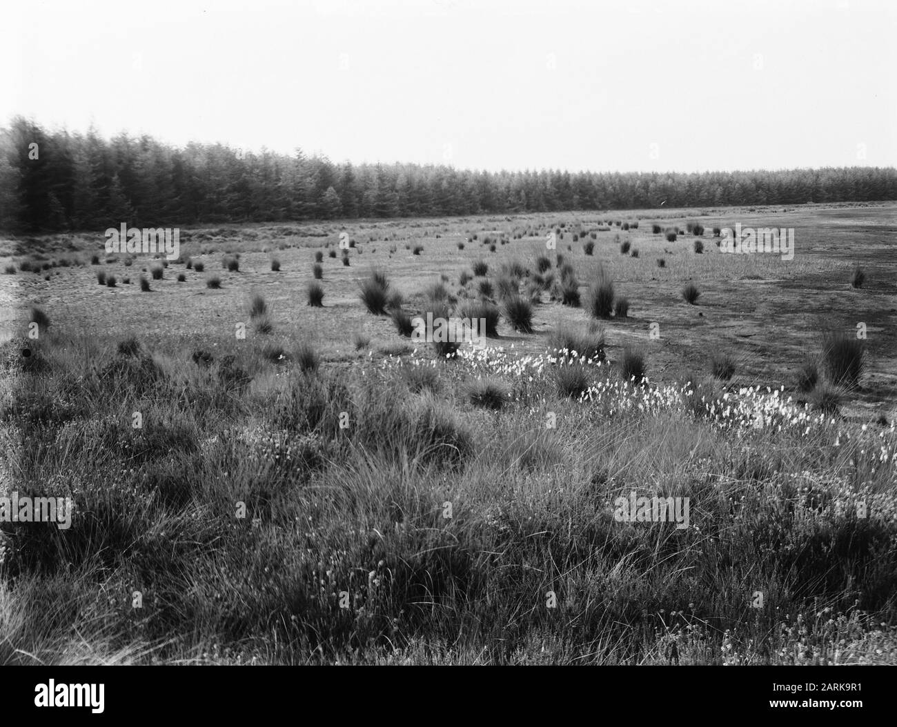 Terre selvagge, bellezza naturale, fens, Meindersveen Data: 1949 luogo: Meindersveen Parole Chiave: Bellezza naturale, fens, terre selvagge Foto Stock