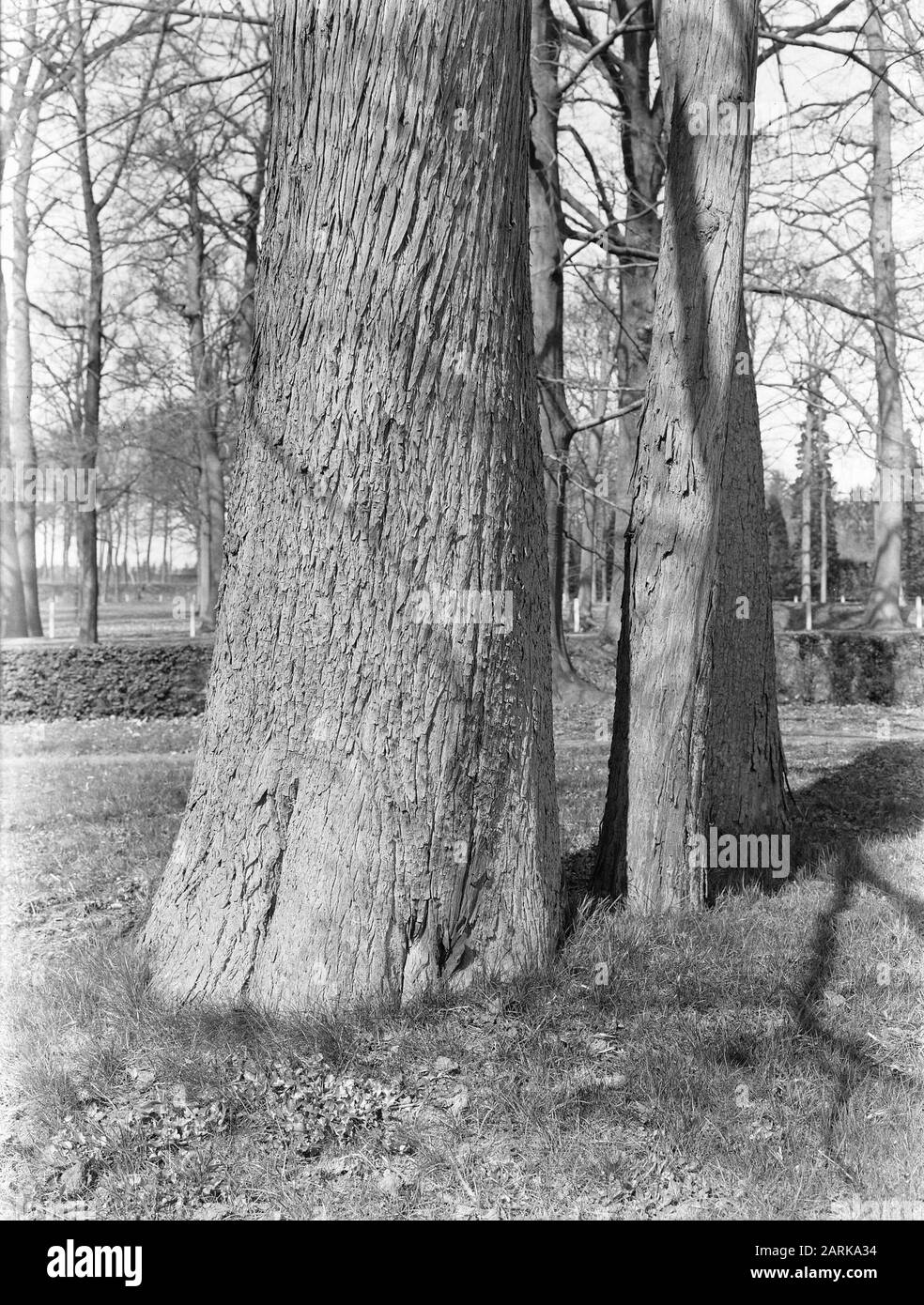 Varie specie di conifere, cipresso di palude Data: Parole Chiave non date: Vari tipi di ago Nome utente: Cipresso di palude Foto Stock