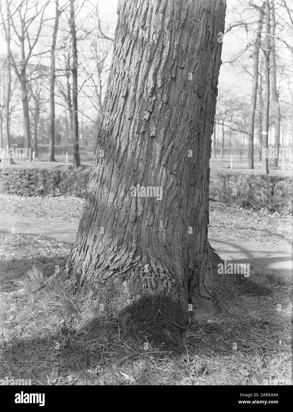 Varie specie di conifere, amberboom Data: Parole Chiave non date: Varie specie di conifere Nome Della Persona: Amberboom Foto Stock