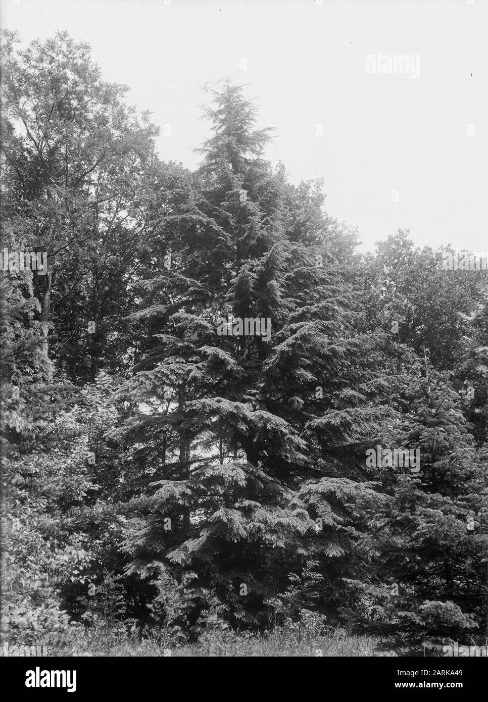 Varie specie di conifere, tsuga mertensiana Data: Parole Chiave non date: Vari tipi di aghi Nome personale: Tsuga mertensiana Foto Stock