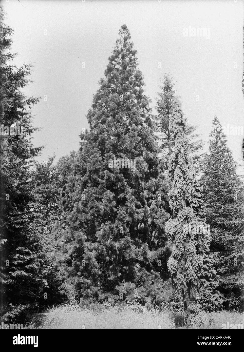 Varie specie di conifere, sequoia giganter Data: Parole Chiave non date: Varie agugliypes Nome personale: Sequoia giganter Foto Stock