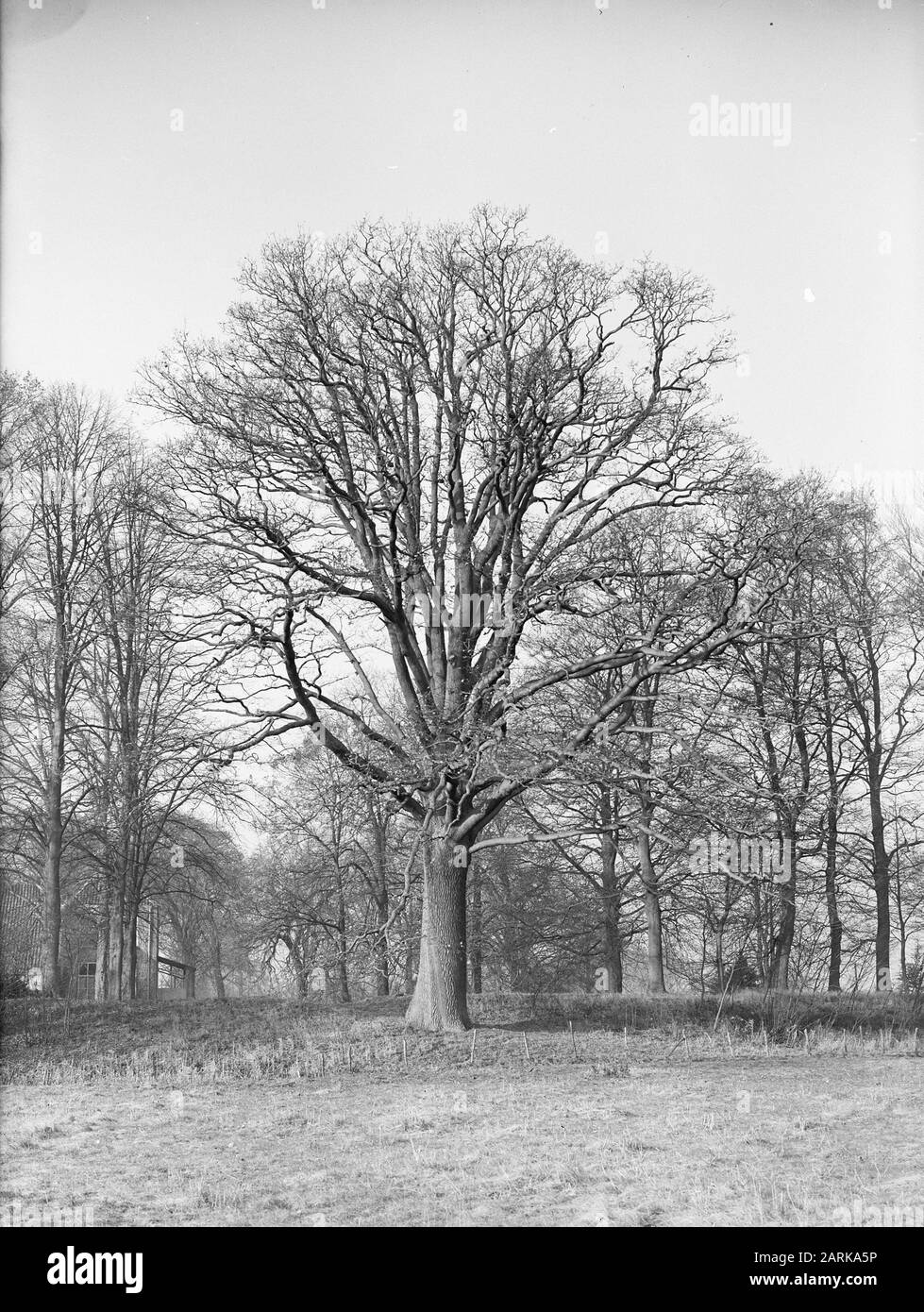 Oak Date: Unated Location: Noord-Brabant, Vught Keywords: Oak Nome Della Persona: Landgoed Bleijendijk Foto Stock
