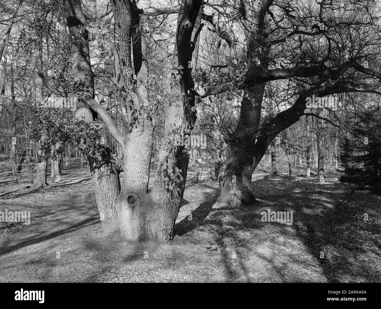 Oak at Hotel Beekhuizen in Velp (Gld.) Data: Undated luogo: Gelderland, Velp Parole Chiave: Oak Foto Stock