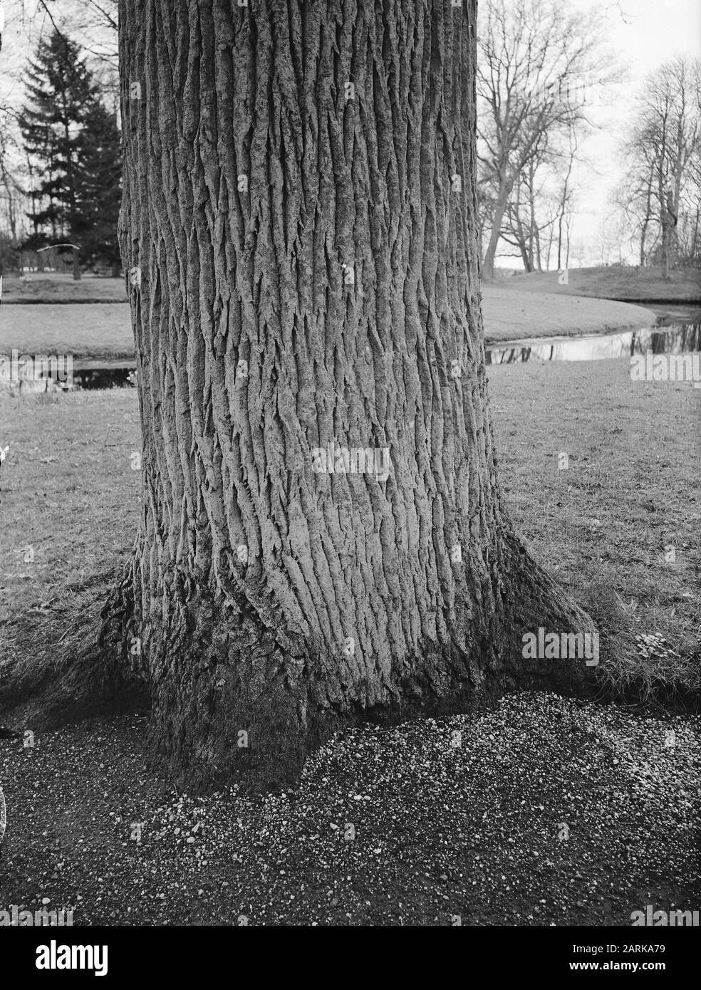 Quercia op estate Stania state (Friesland) (tribù) Data: Undata luogo: Oenkerk Parole Chiave: Alberi, quercia Foto Stock