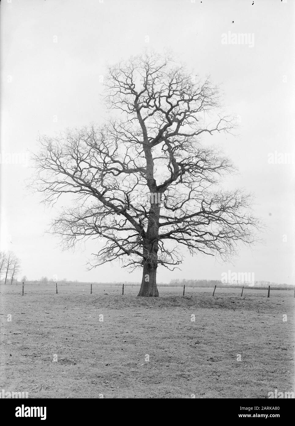 Oak, ginkel Data: Unundated luogo: EDE Parole Chiave: Oak Nome personale: Ginkel Foto Stock