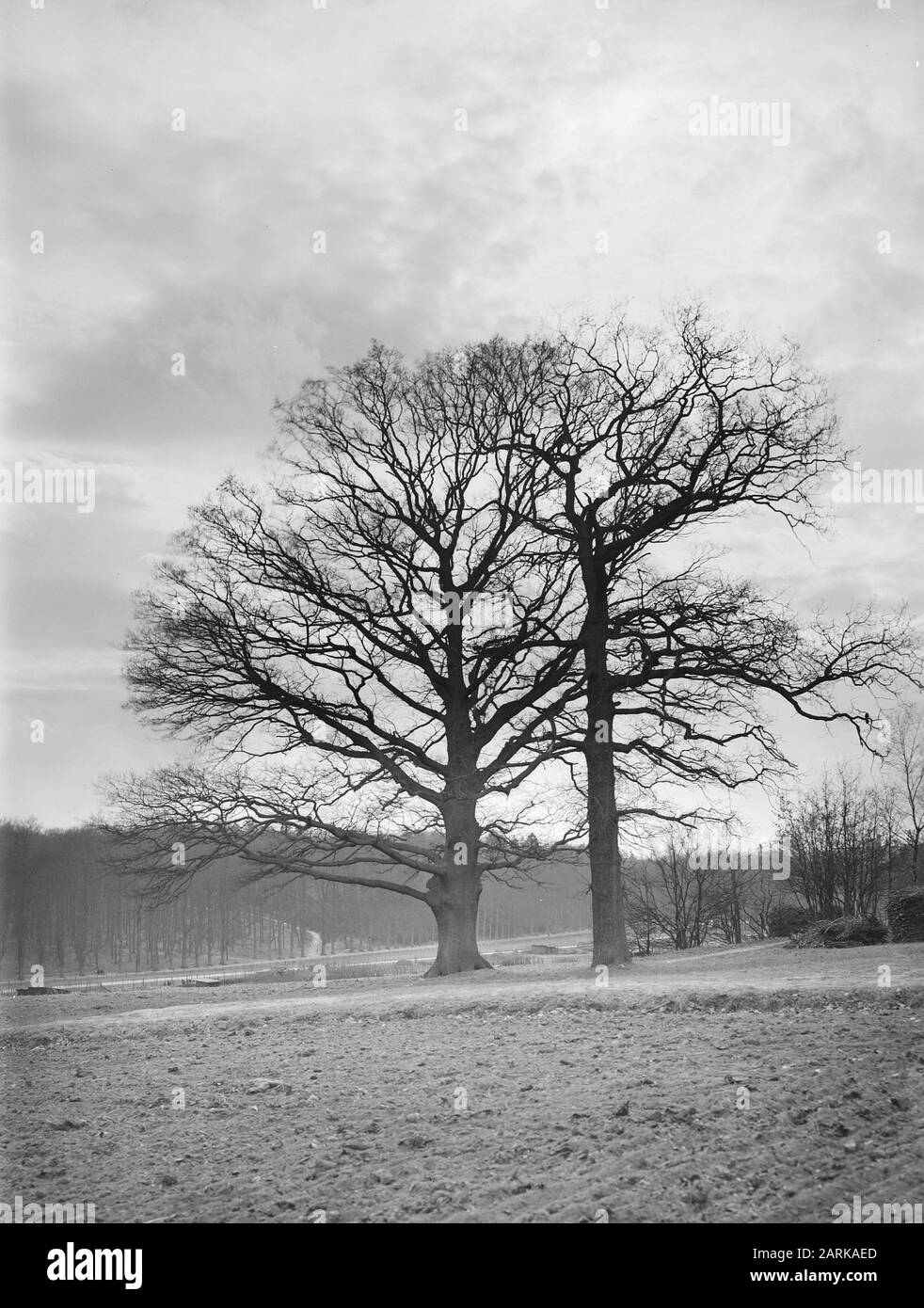 [Oak op de Vilderskamp, along the Parkweg in Arnhem] Data: Undata: Luogo: Arnhem Parole Chiave: Alberi, parchi Foto Stock