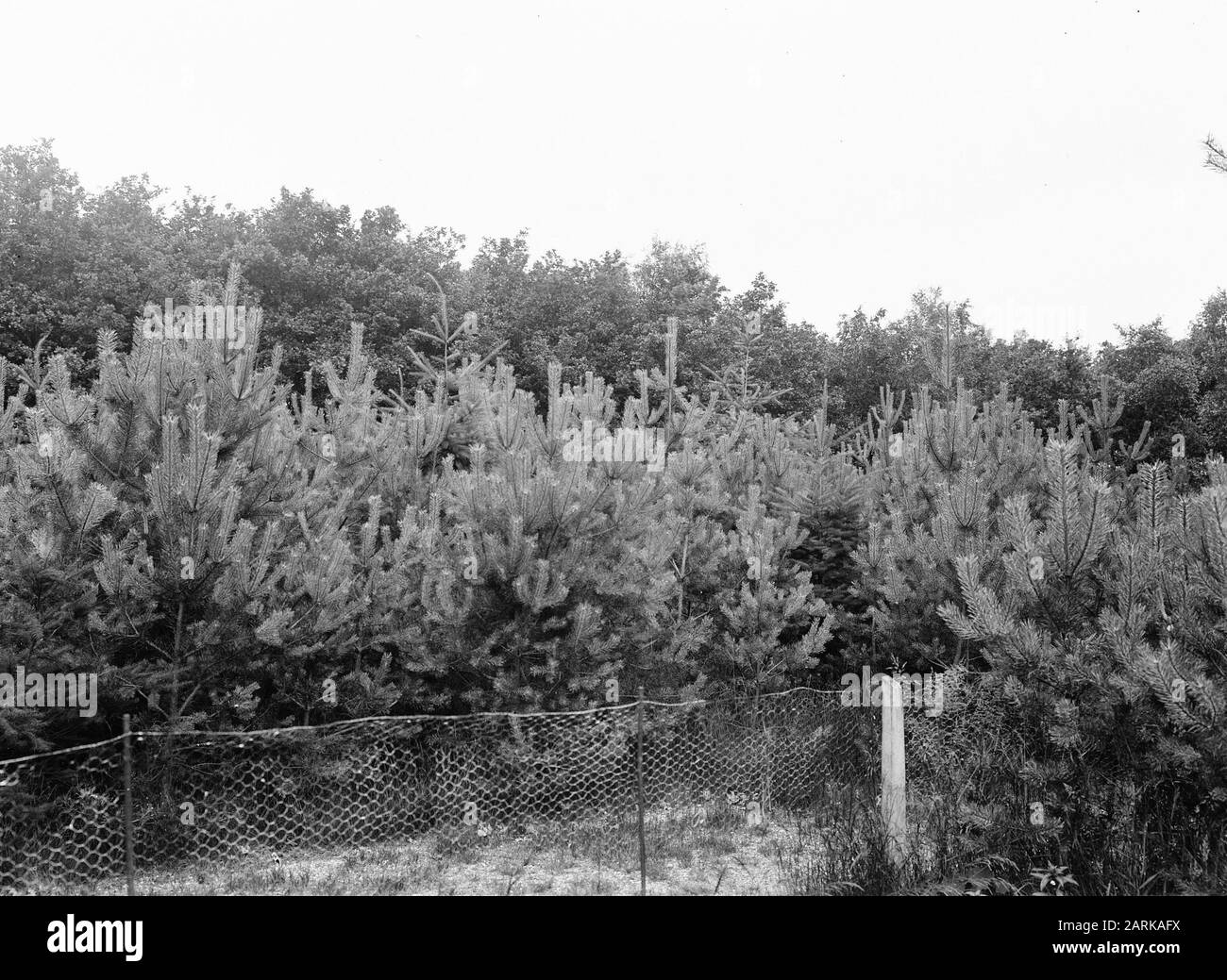 Foresta mista Data: Parole Chiave non date: Foresta mista Foto Stock