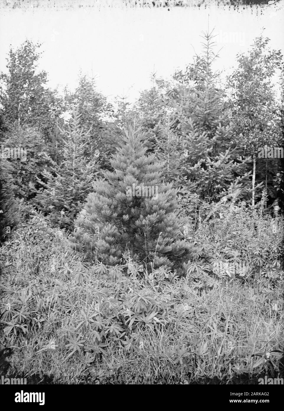 Foresta mista Data: Parole Chiave non date: Foresta mista Foto Stock