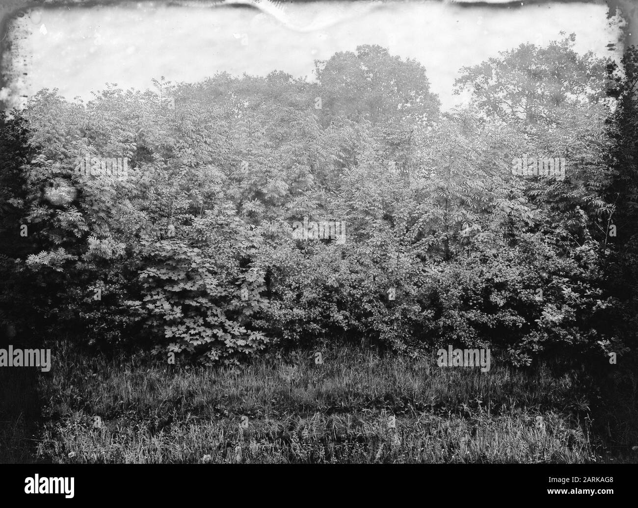 Foresta mista Data: Parole Chiave non date: Foresta mista Foto Stock