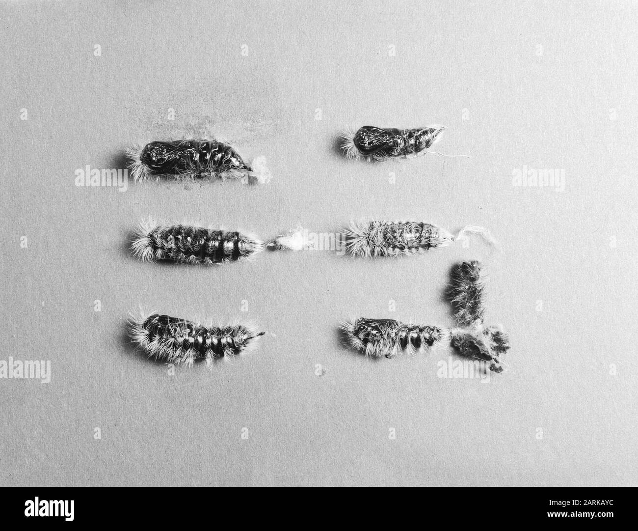Farfalle, bambole, farfalla satinata Data: Parole Chiave non date: Bambole, farfalle Nome utente: Satjnbutterfly Foto Stock