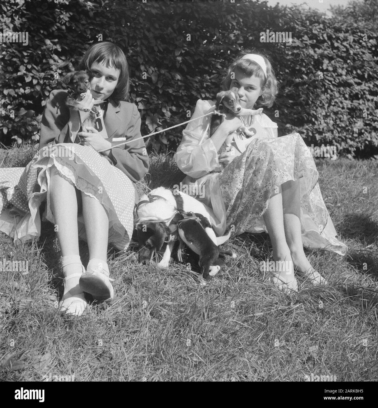 Dog show in open air theater Dijkzicht in Rotterdam Data: 2 agosto 1958 Località: Rotterdam, Zuid-Holland Parole Chiave: Open AIRTHEATORS Nome Della Persona: DIJZIJZIGHT Foto Stock