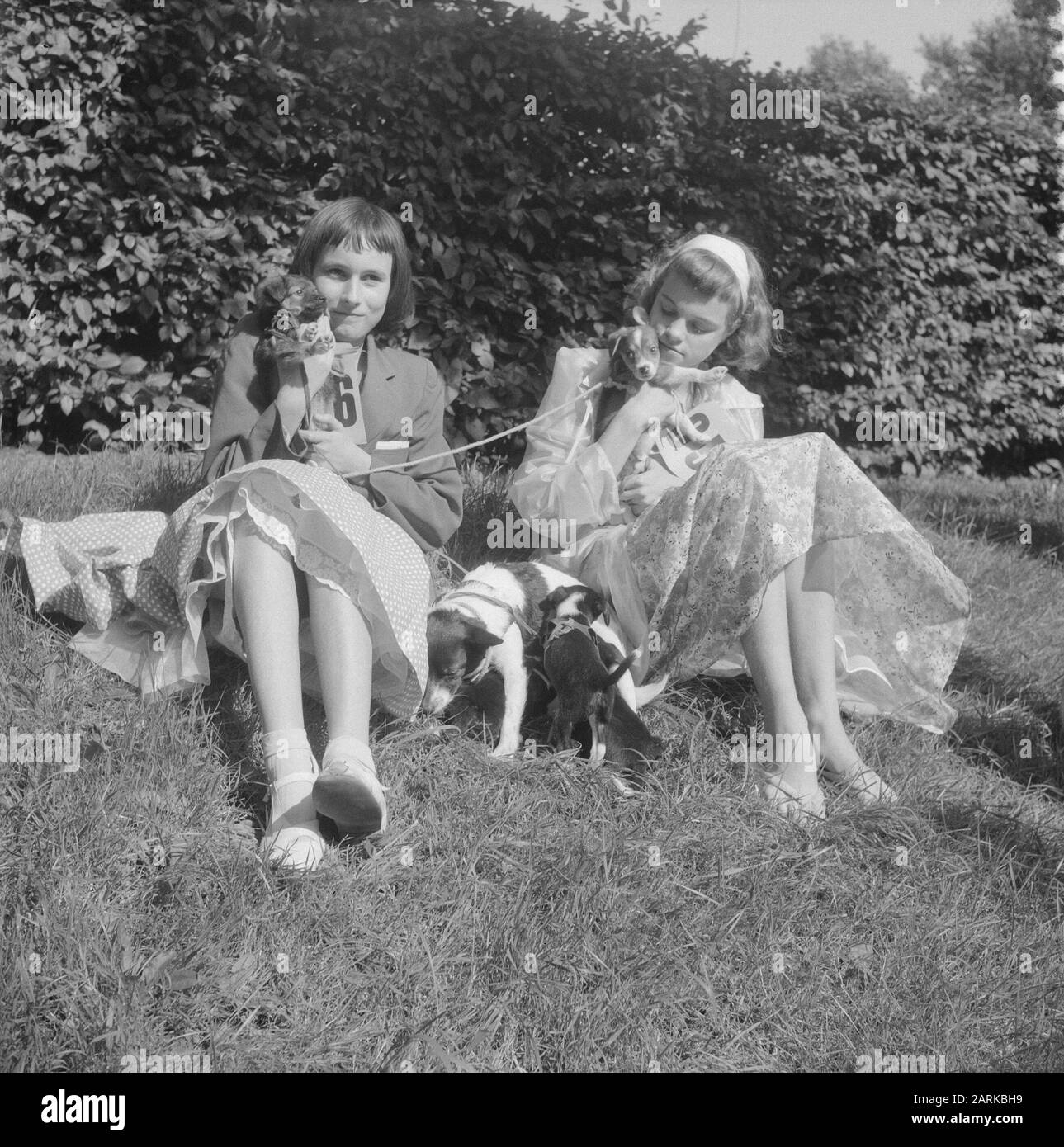 Dog show nel teatro all'aperto Dijkzigt a Rotterdam Data: 2 Agosto 1958 Località: Rotterdam, Zuid-Holland Parole Chiave: Dog show, teatri all'aperto Foto Stock