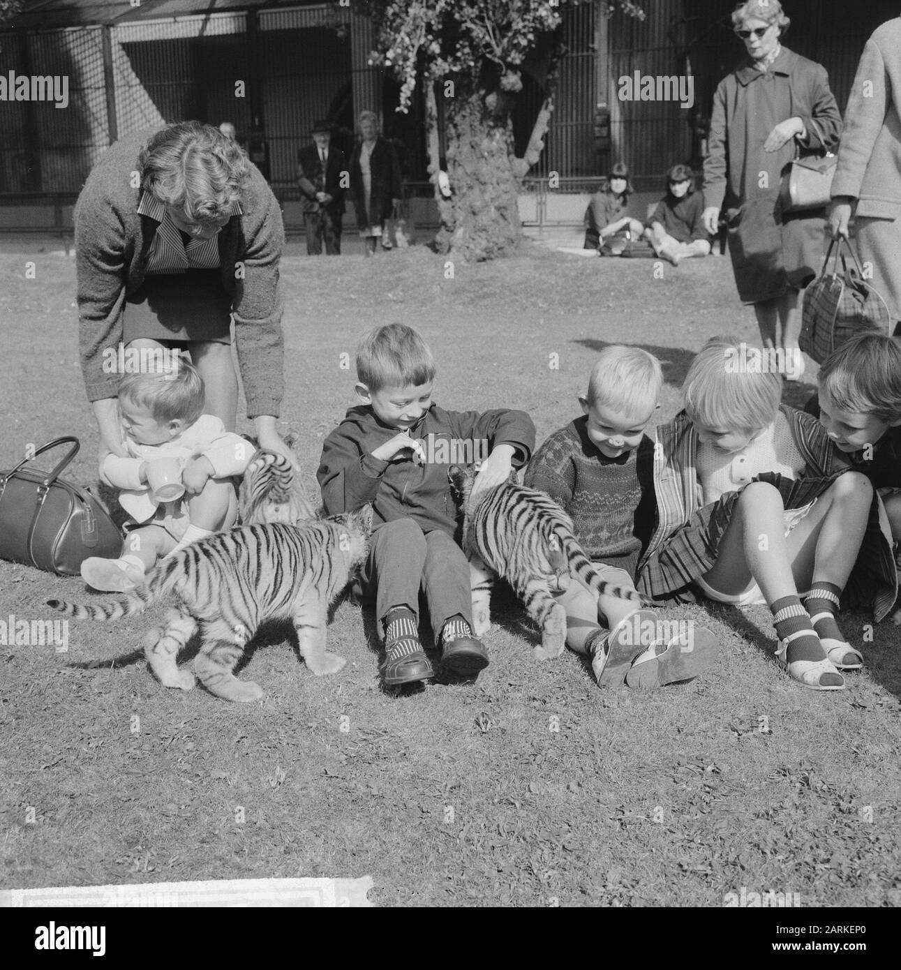 Tre tigri in Artis per la prima volta al di fuori, le tre tigri Data: 23 settembre 1964 Parole Chiave: Giardini zoologici, bambini, tigri Nome dell'istituzione: Artis Foto Stock