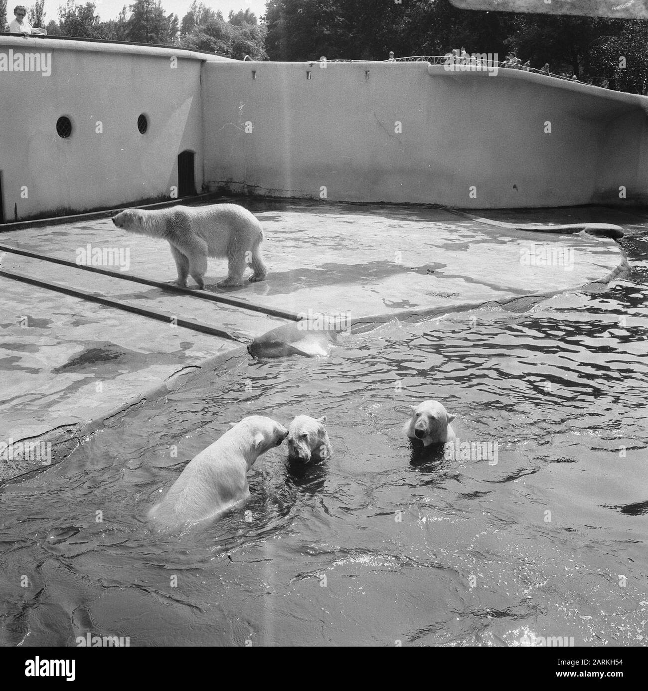 Polar Bears in zoo a Blijdorp Data: 15 Giugno 1966 Località: Rotterdam, Zuid-Holland Parole Chiave: Zoos Nome dell'istituzione: Blijdorp Foto Stock