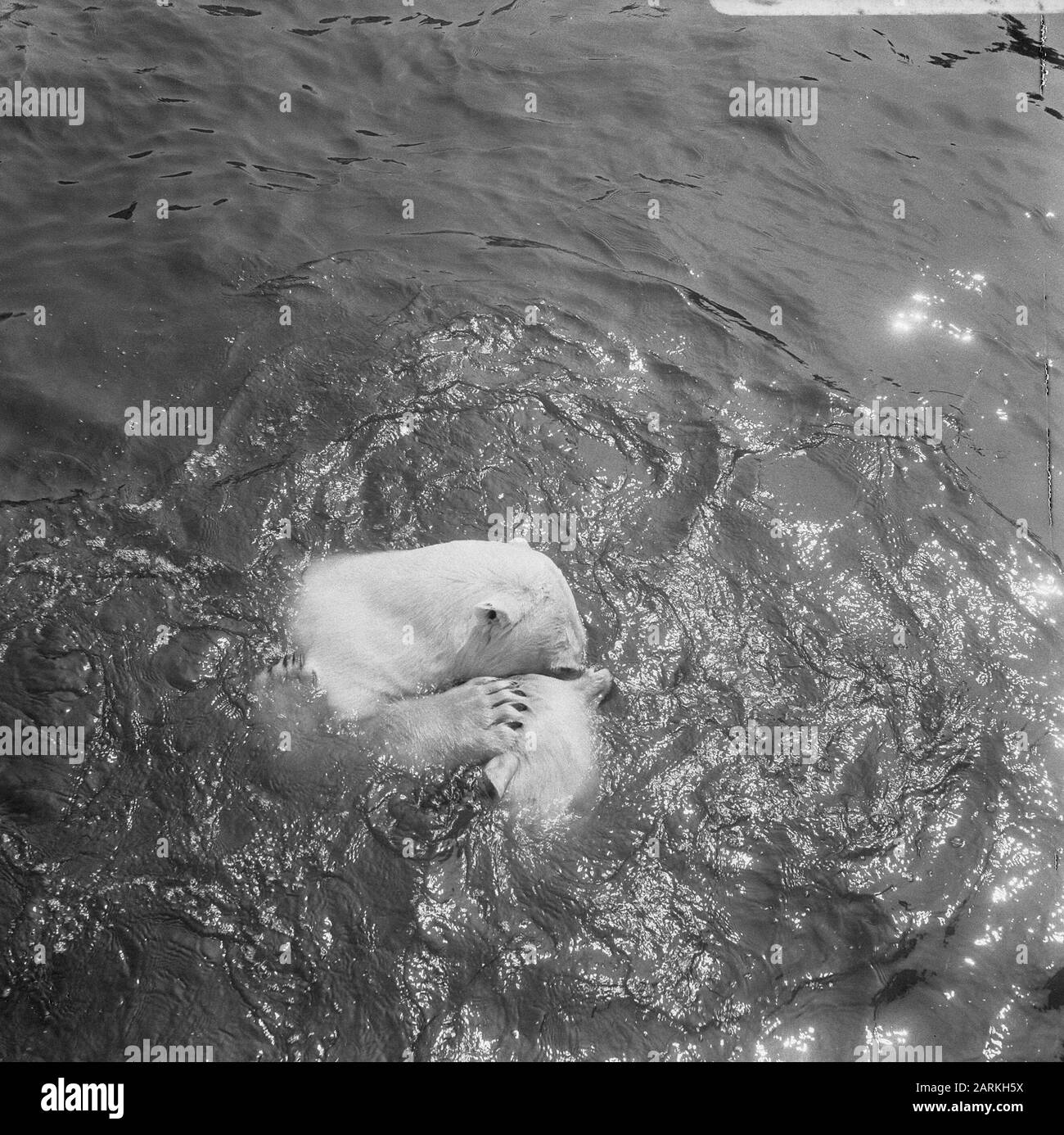 In zoo a Blijdorp, gli orsi polari nel bacino Data: 15 giugno 1966 Località: Rotterdam, Sud-Olanda Parole Chiave: Orsi polari, bacini, giardini zoologici Nome dell'istituzione: Blijdorp Foto Stock