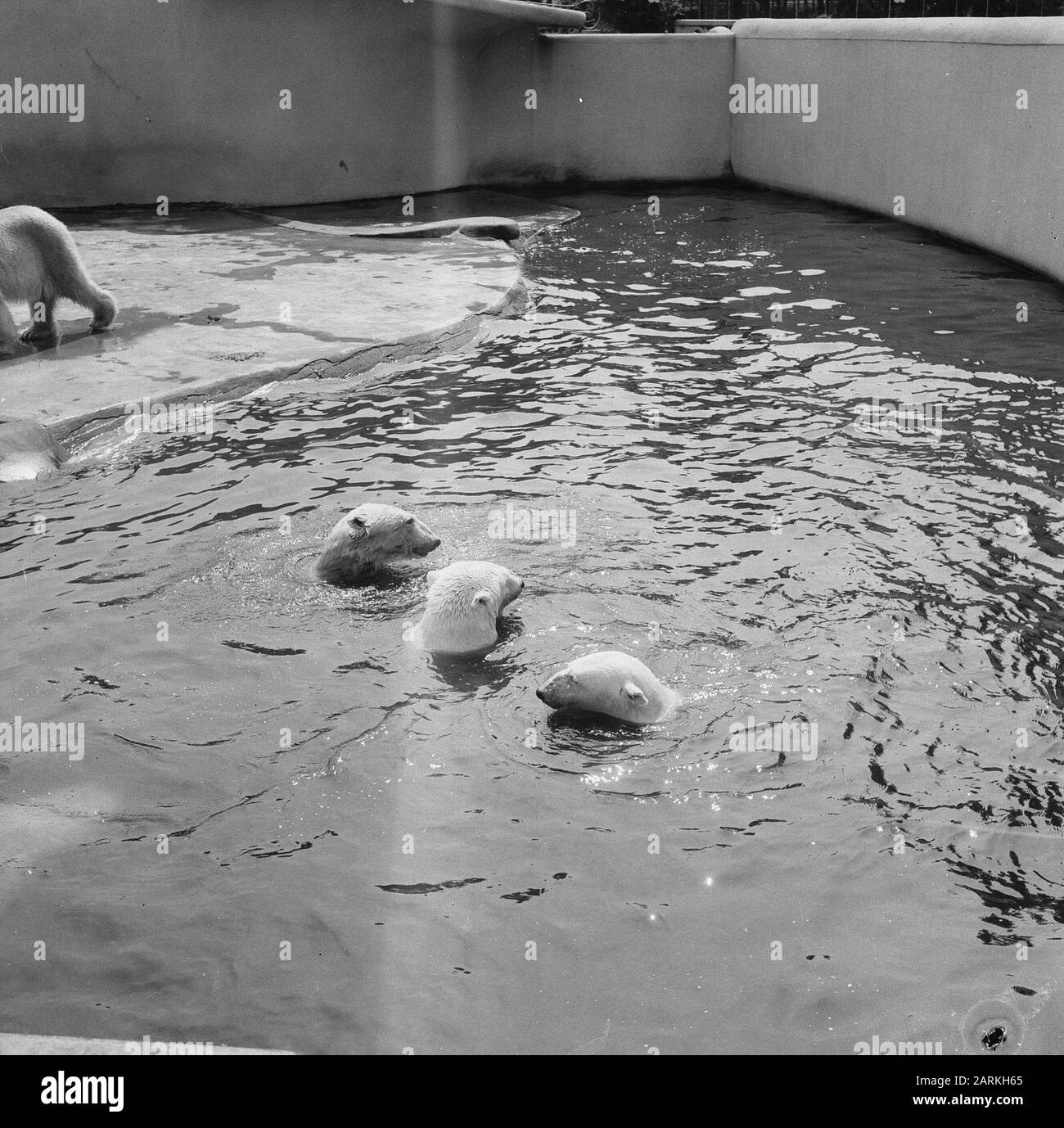 Orsi Polari In Zoo Blijdorp Data: 15 Giugno 1966 Località: Rotterdam, Zuid-Holland Parole Chiave: Giardini Zoologici Nome Dell'Istituzione: Blijdorp Foto Stock