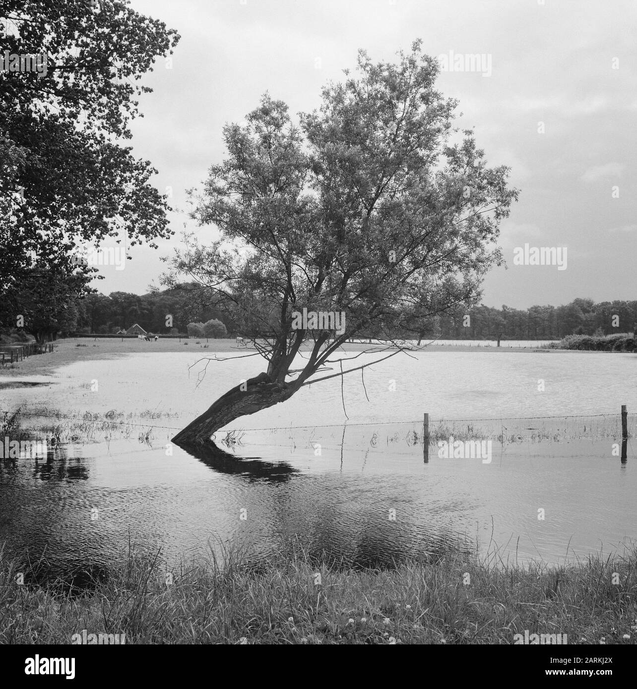 Polder e bemaling, tavole d'acqua, terra allagata, New Wetering Data: Agosto 1965 Parole Chiave: Poldering e bemaling, terra allagata, tavole d'acqua Nome personale: New Wetering Institution name: Water board Salland Foto Stock Polder e bemaling, tavole d'acqua, terra allagata, New Wetering Data: Agosto 1965 Parole Chiave: Poldering e bemaling, terra allagata, tavole d'acqua Nome personale: New Wetering Institution name: Water board Salland Foto Stock