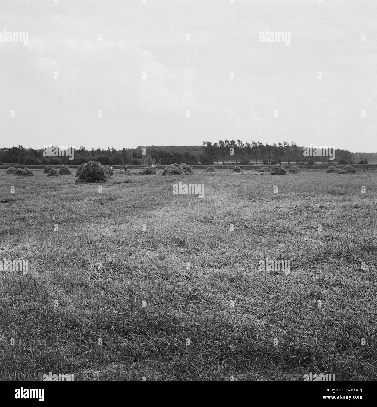 Paesaggi caratteristici, foreste, ruscello essche, orst quercia Data: Parole Chiave dense: Foreste, paesaggi caratteristici Nome personale: horst quercia, torrente essche Foto Stock