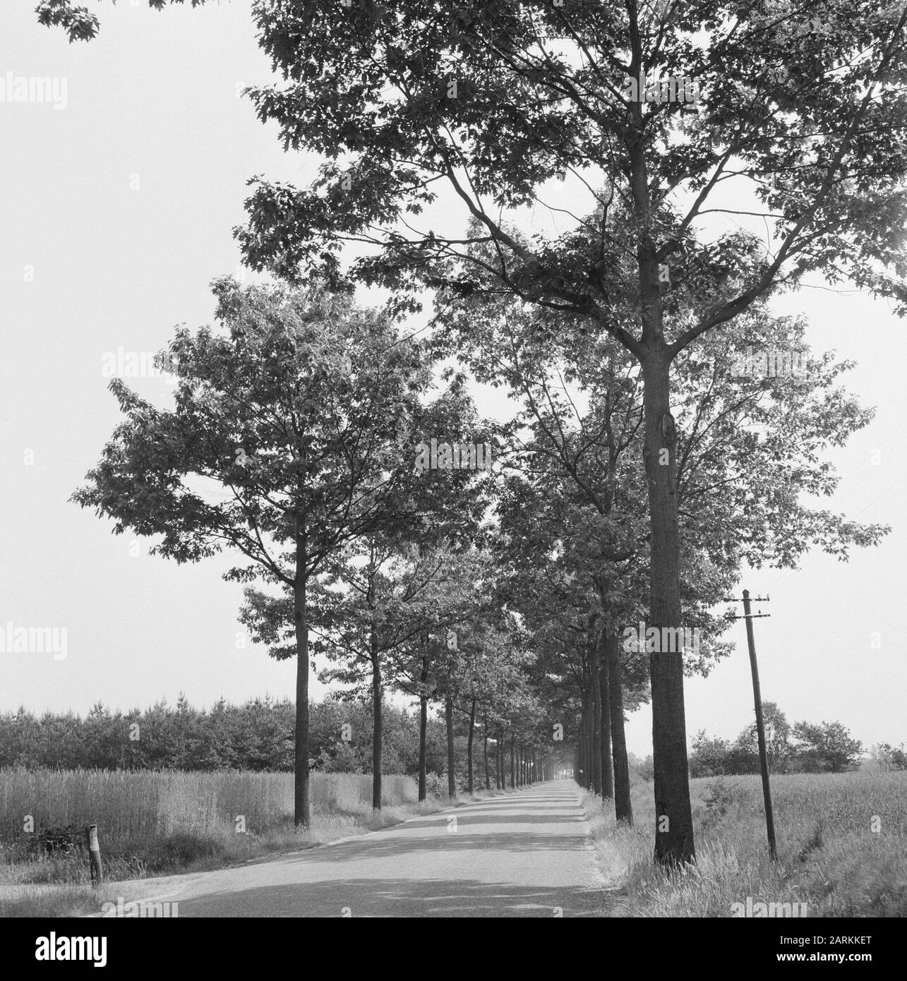 Road planting, Oak, american Date: Unundated Location: Gemert, Oploo Keywords: American, Oak, Road planting Foto Stock