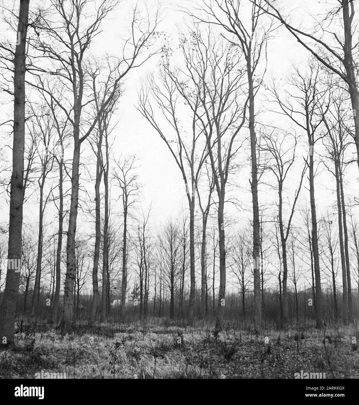 Potatura, quercia, tenute, ulenpas Data: Febbraio 1950 Parole Chiave: Quercia, tenute, potatura Nome personale: Ulenpas Foto Stock