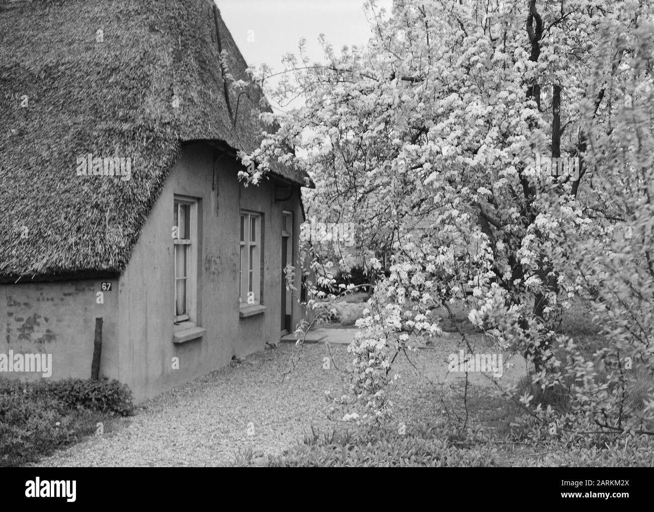 Terre selvagge, bellezze naturali, alberi, fioritura, fattorie Data: Maggio 1956 Località: Doornenburg Parole Chiave: Fioritura, fattorie, alberi, bellezza naturale, terre selvagge : Foto Stock